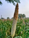 Bajra crops in Indian Fields