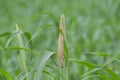 Bajra or Millet Crop Plantation in the Farm