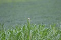 Bajra or Millet Crop Plantation in the Farm