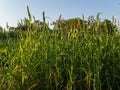 Bajra or Pearl millet or cattail millet or bulrush crop Royalty Free Stock Photo