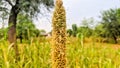 bajra plants and flowers in summer time, indian millet farm fiels Royalty Free Stock Photo