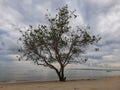 Bakau tree on the beach Royalty Free Stock Photo