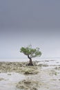 Bakau tree in biduk biduk beach Royalty Free Stock Photo