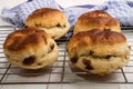 Baked british raisin scone on cooling rack