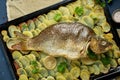 Baked carp, whole fish from the oven with sliced potatoes on a large tray. Traditional polish dish