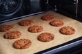 Baked homemade chocolate chip cookies on a baking tray Royalty Free Stock Photo
