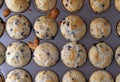 Baked mini blueberry muffins in a pan Royalty Free Stock Photo