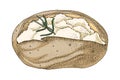 Baked potato hand drawn vector illustration Royalty Free Stock Photo