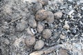 Baked potatoes in campfire close up