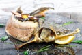 Baked sturgeon fish with rosemary, lemon and passion fruit on plate on wooden background close up. Royalty Free Stock Photo