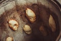 Baker making turkish pita bread in tandoor clay oven. Baking process. Royalty Free Stock Photo