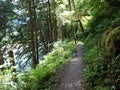 Baker River Trail in summer