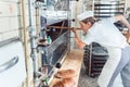 Baker woman getting bread out of bakery oven Royalty Free Stock Photo