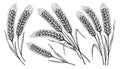 Grains plants and cereal, rye barley and wheat ear spikes. Bakery food concept. Hand drawn sketch vector illustration Royalty Free Stock Photo