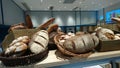 Bakery interior landscape, big bread, very delicious Royalty Free Stock Photo