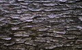 bakgraund woody textured bark of dark color Royalty Free Stock Photo