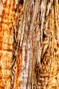 Bakground wood texture Royalty Free Stock Photo