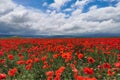 Red poppy field near Bakhchysarai Royalty Free Stock Photo