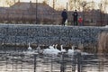 Bakhmut, Ukraine, December 2021. The family feeds the swans and ducks Royalty Free Stock Photo