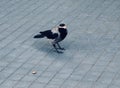 Crow holding bone in the street