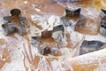 Baking gingerbread cookie cutters, wooden rolling pin, and flour are messily spread on kitchen table Royalty Free Stock Photo