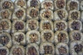 Baklava with walnuts Royalty Free Stock Photo