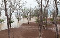 Bako national park Royalty Free Stock Photo