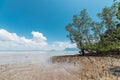 Bako National Park. Sarawak. Borneo. Malaysia Mangrove area