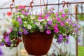 Bakopa, Sutera diffusus, Bacopa diffusus blooms with small multicolored flowers.