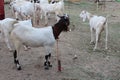 Bakra Mandi, Goat or Bull market, Animal Market Local animals