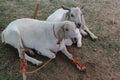 Bakra Mandi, Goat or Bull market, Animal Market Local animals