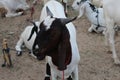 Bakra Mandi, Goat or Bull market, Animal Market Local animals