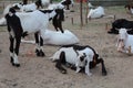 Bakra Mandi, Goat or Bull market, Animal Market Local animals