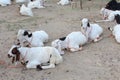 Bakra Mandi, Goat or Bull market, Animal Market Local animals