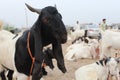 Bakra Mandi, Goat or Bull market, Animal Market Local animals