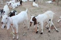 Bakra Mandi, Goat or Bull market, Animal Market Local animals