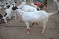 Bakra Mandi, Goat or Bull market, Animal Market Local animals