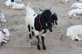 Bakra Mandi, Goat or Bull market, Animal Market Local animals