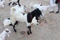 Bakra Mandi, Goat or Bull market, Animal Market Local animals