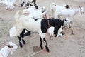 Bakra Mandi, Goat or Bull market, Animal Market Local animals