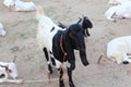 Bakra Mandi, Goat or Bull market, Animal Market Local animals