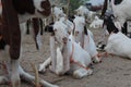 Bakra Mandi, Goat or Bull market, Animal Market Local animals