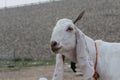 Bakra Mandi, Goat or Bull market, Animal Market Local animals