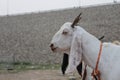 Bakra Mandi, Goat or Bull market, Animal Market Local animals