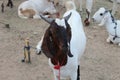 Bakra Mandi, Goat or Bull market, Animal Market in Pakistan