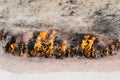 Yanar Dag in Baku, Azerbaijan. Yanar Dag is a natural gas fire which blazes continuously on a Royalty Free Stock Photo