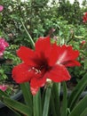 Bakung Amirilis Flower Royalty Free Stock Photo