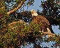 Bald Eagle in Maine Royalty Free Stock Photo