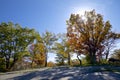 Rays of morning sunshine through the giant oak trees in autumn