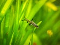 Bala shark or silver shark Balantiocheilus melanopterus isolated on a fish tank with blurred bakground